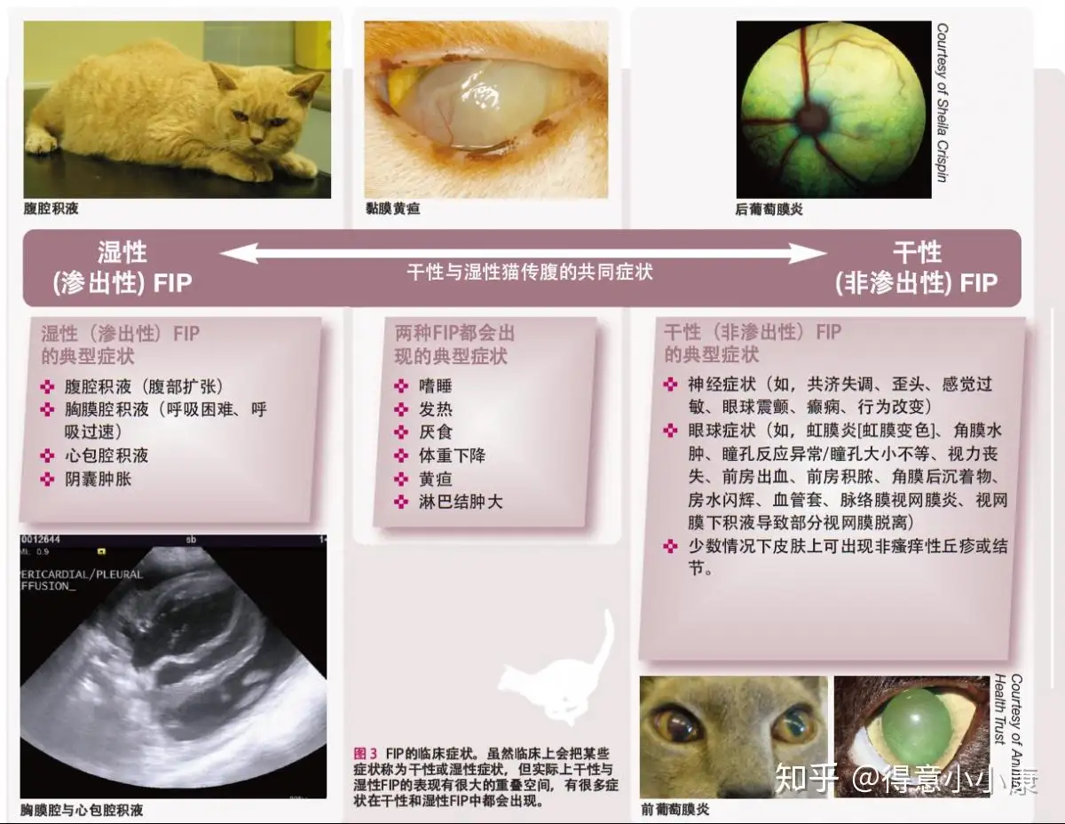 猫传腹各阶段症状(猫传腹出现征兆到发病要多久)