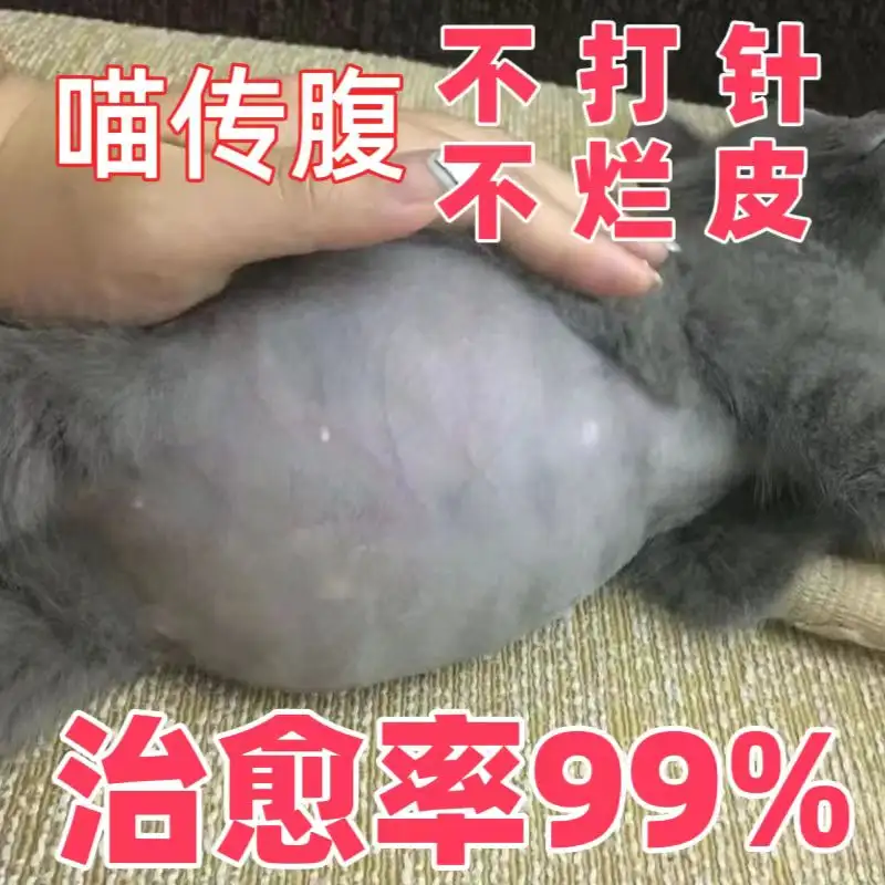 猫咪干性猫传腹(猫咪干性猫传腹怎么治疗)