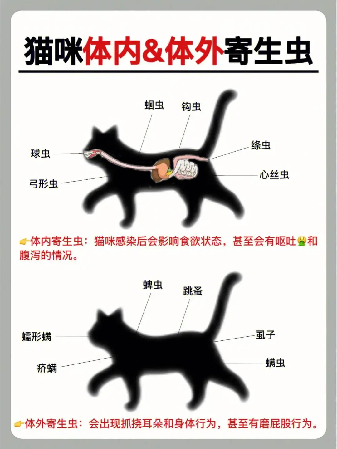 猫咪体内驱虫怎么喂药(猫咪体内驱虫怎么喂药视频)