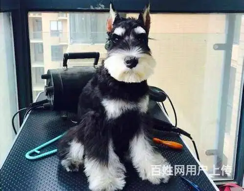 雪纳瑞幼犬价格多少(雪纳瑞幼犬价格多少一只)