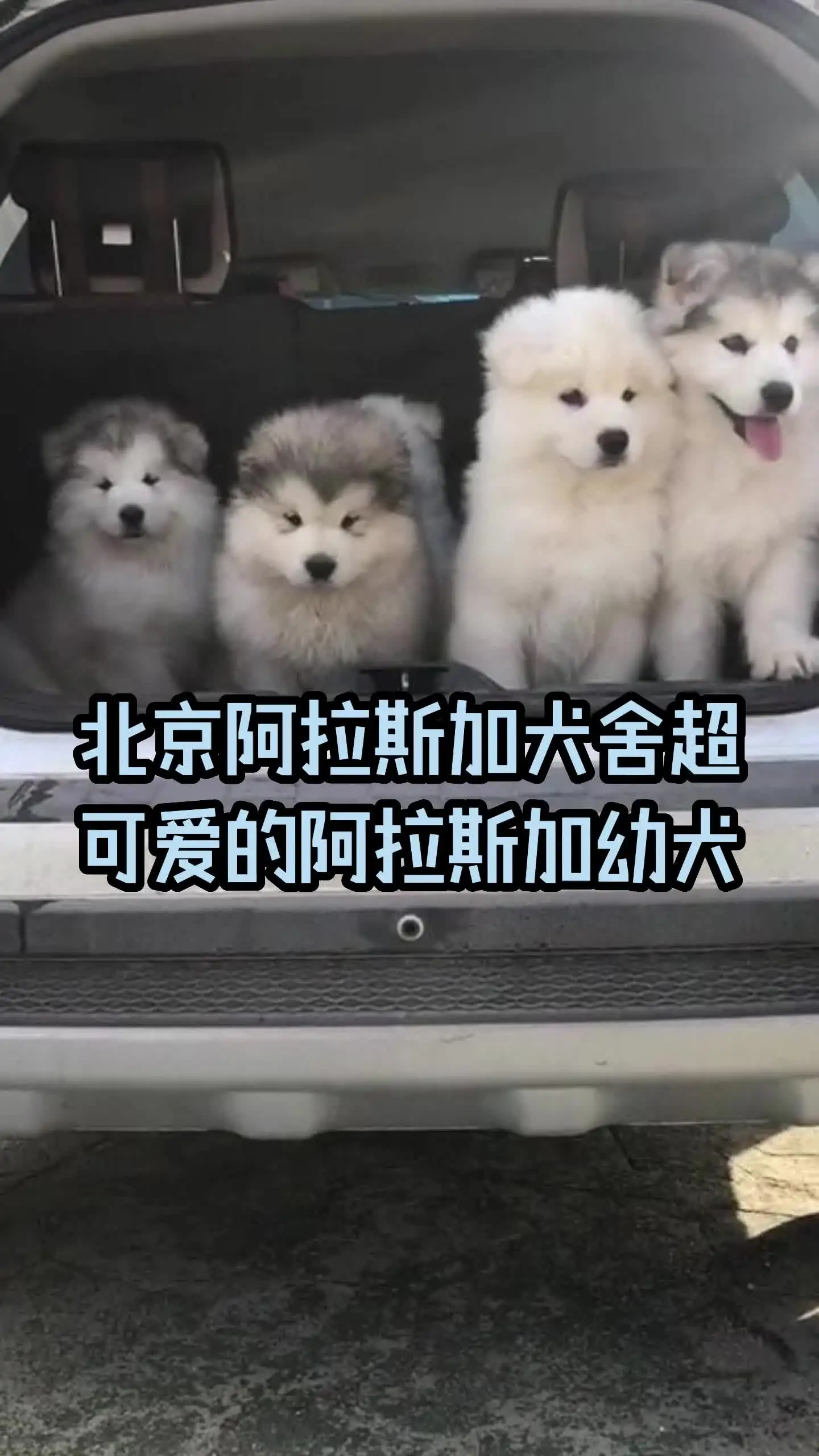 阿拉斯加图片幼犬多少钱(阿拉斯加图片幼犬多少钱一个)