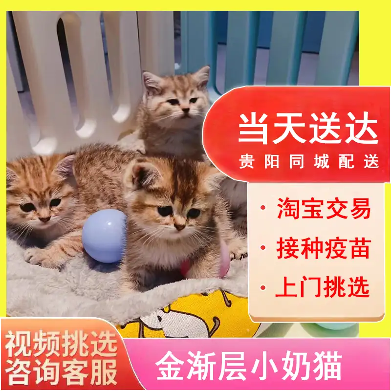 金渐层英短猫多少钱一只幼崽的简单介绍