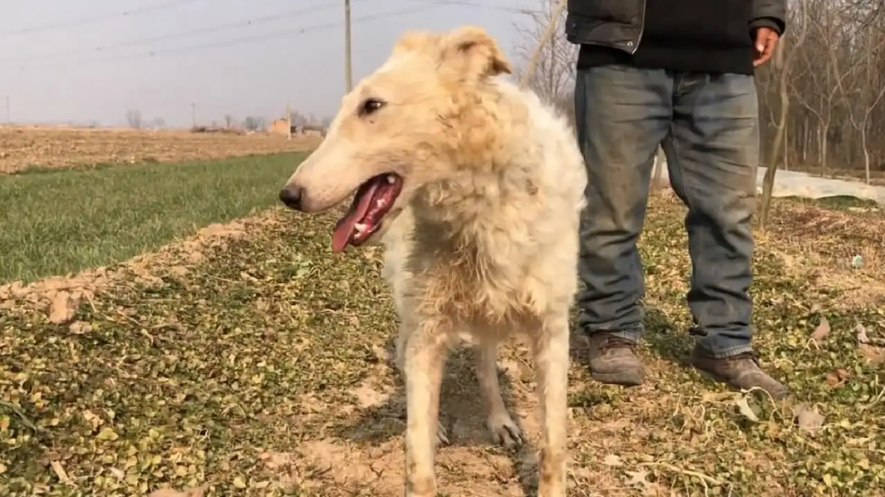 苏俄猎狼犬的价格(苏俄猎狼犬的价格和图片)