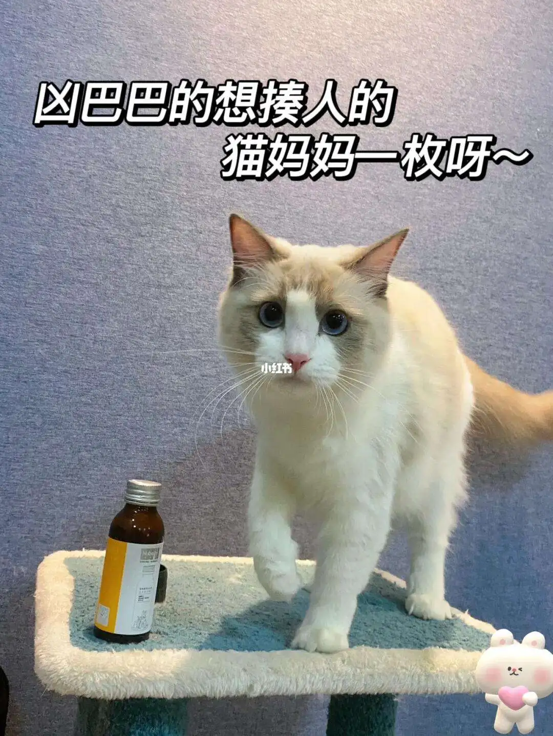 孕猫生产前准备什么(猫生产前要做什么准备)