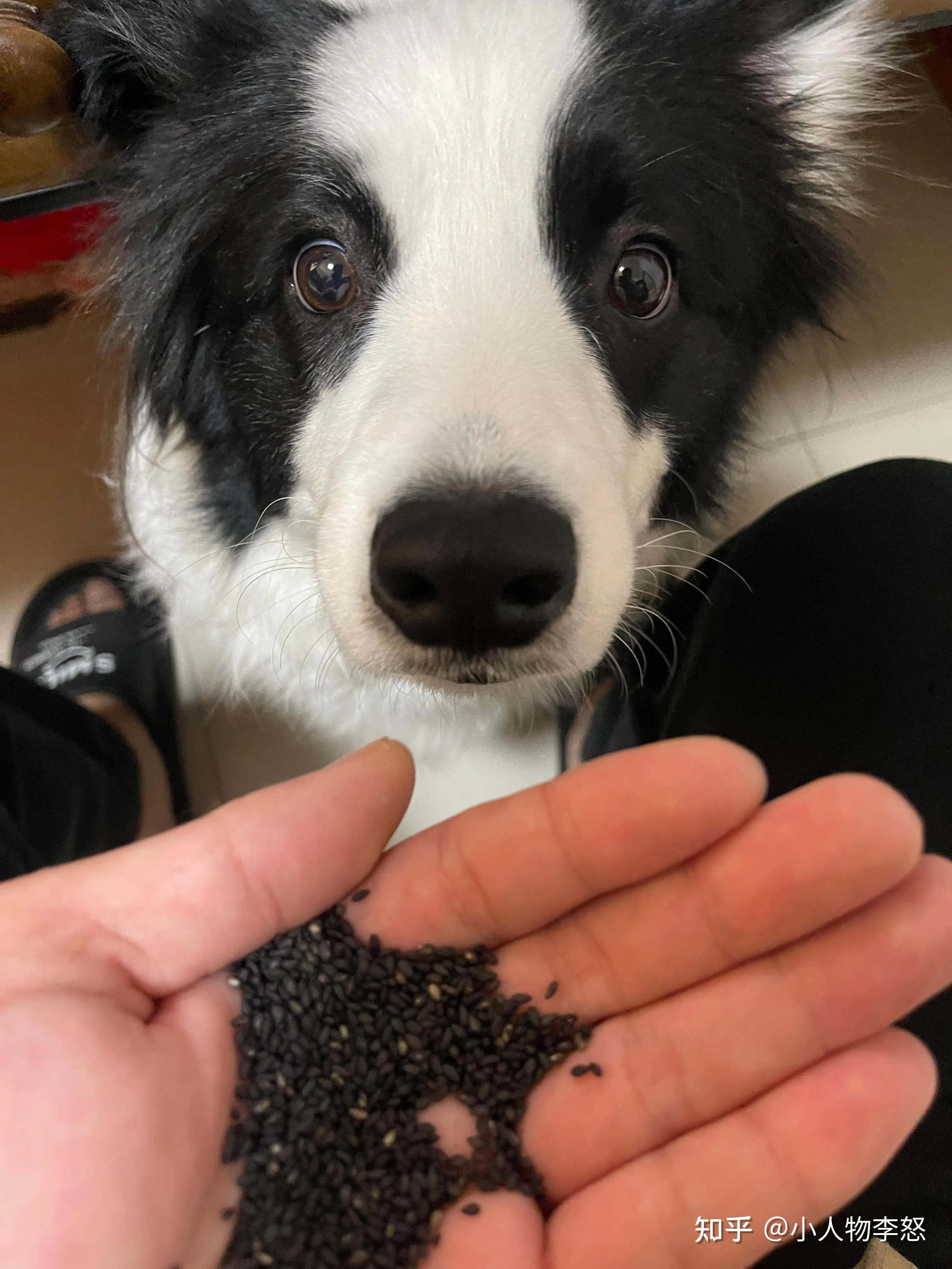 养一只边境牧羊犬一个月要多少钱(养一只边境牧羊犬一个月要花多少钱)