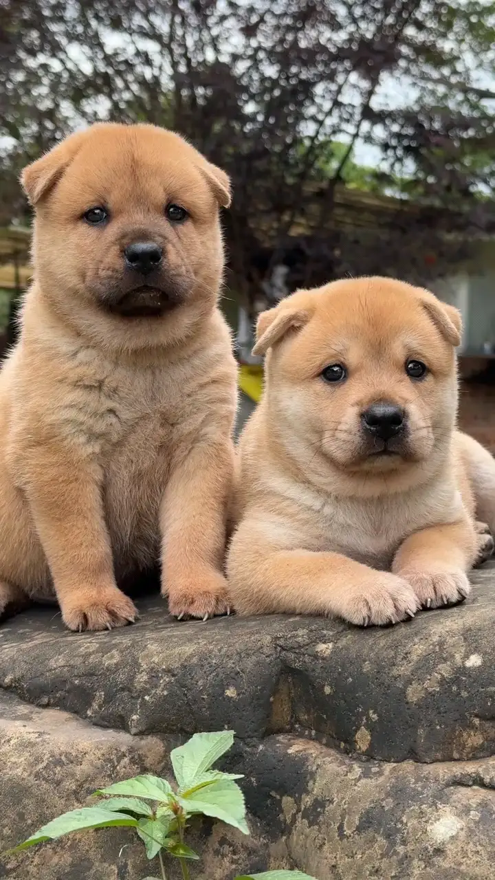 中华田园犬小花狗(中华田园犬小花狗黑白)