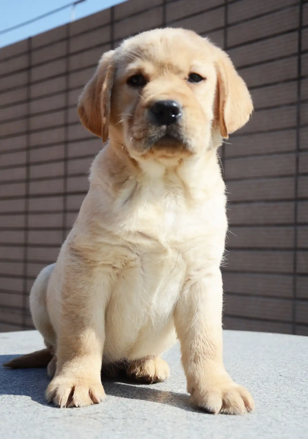 哪里有拉布拉多犬幼犬(哪里有拉布拉多幼犬出售)