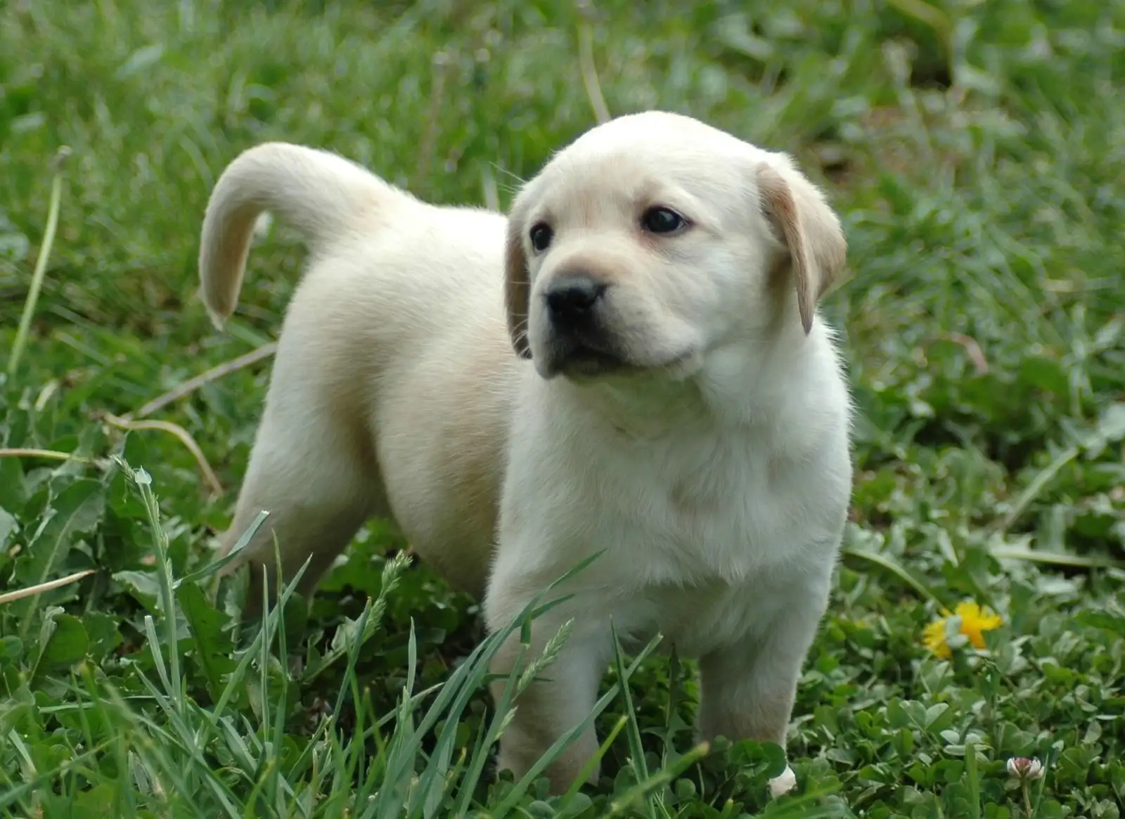 哪里有拉布拉多犬幼犬(哪里有拉布拉多幼犬出售)