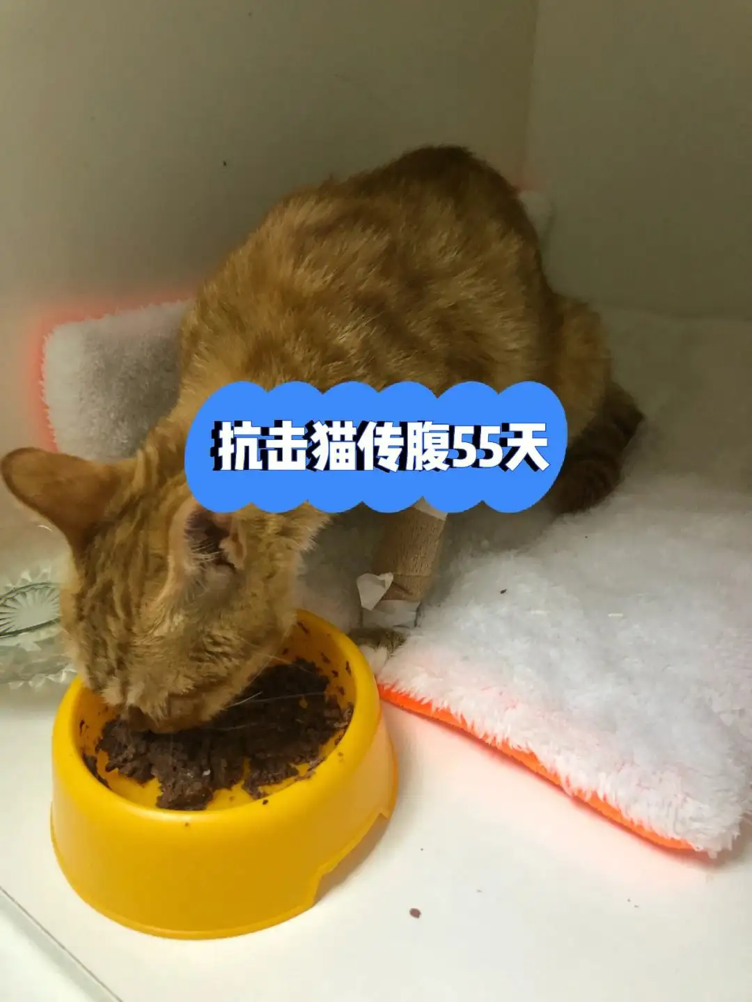 猫传腹大便是什么样的(猫传腹拉了大便是不是好转了)