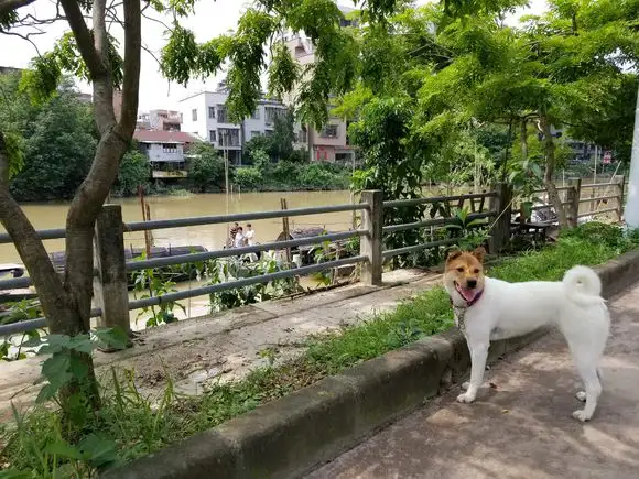 中华田园犬喝水(小中华田园犬喝奶)