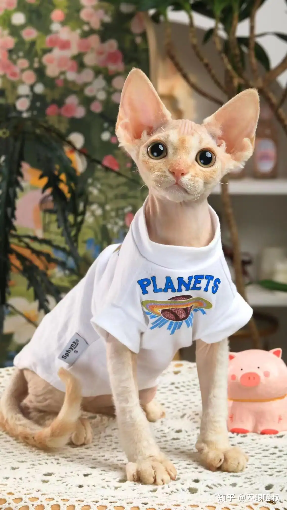 德文卷毛猫价格钱一只(德文卷毛猫2020价格)
