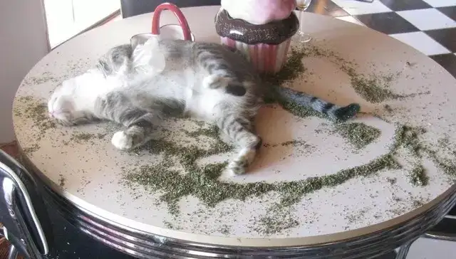 猫薄荷放在猫窝里有作用吗(猫薄荷放在猫窝里有作用吗图片)