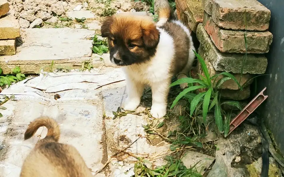 中华田园犬喝水(小中华田园犬喝奶)