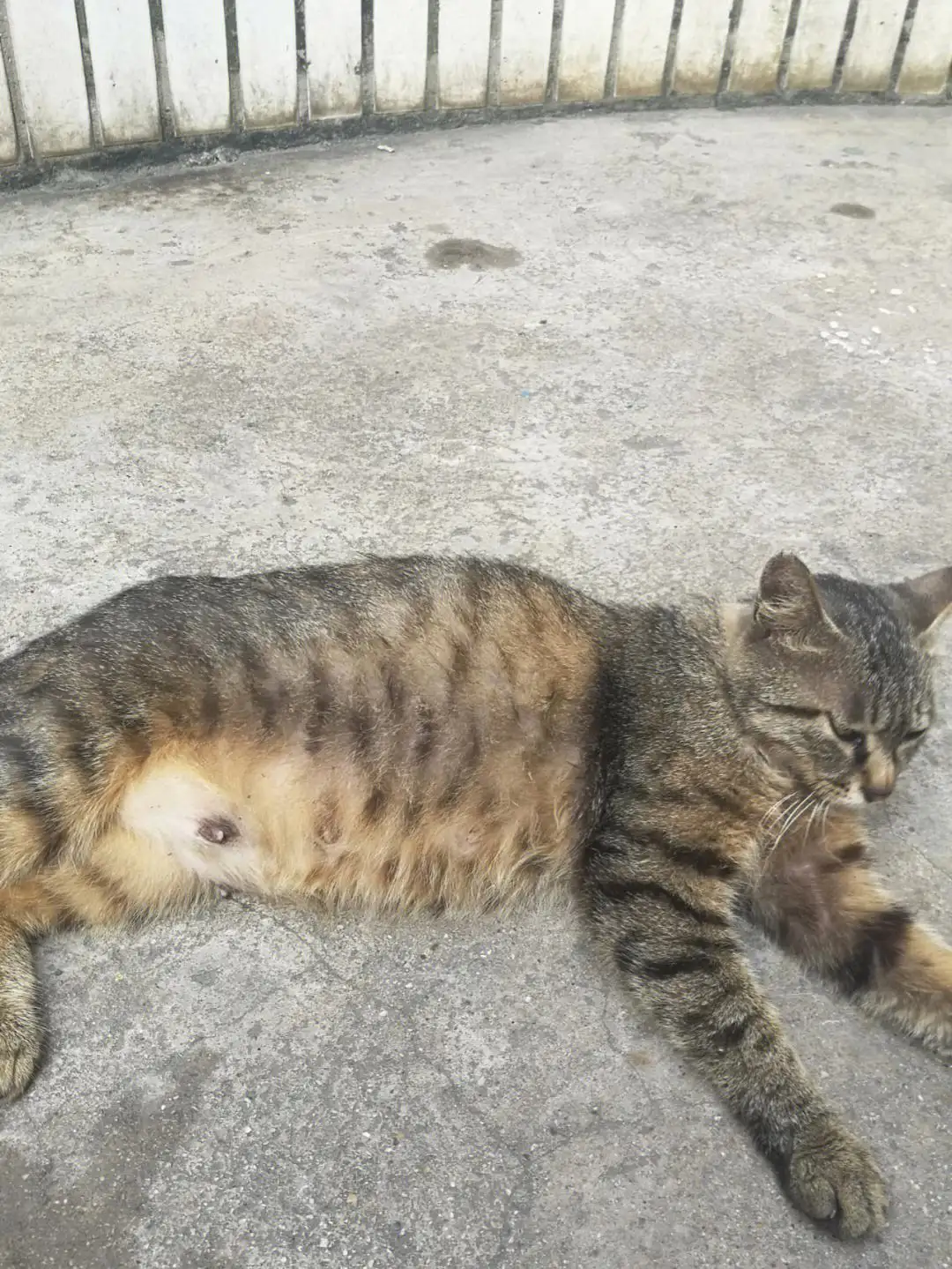 猫咪怀孕30天(猫咪怀孕30天了肚子怎么还没有变化)