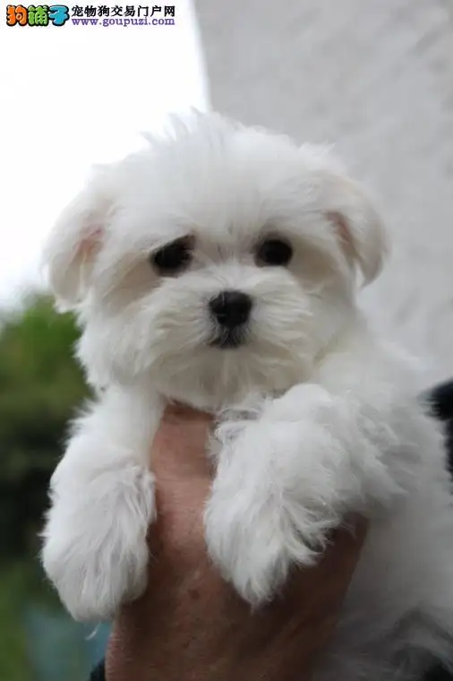 马尔济斯犬爱叫吗(马尔济斯犬性格安静吗)