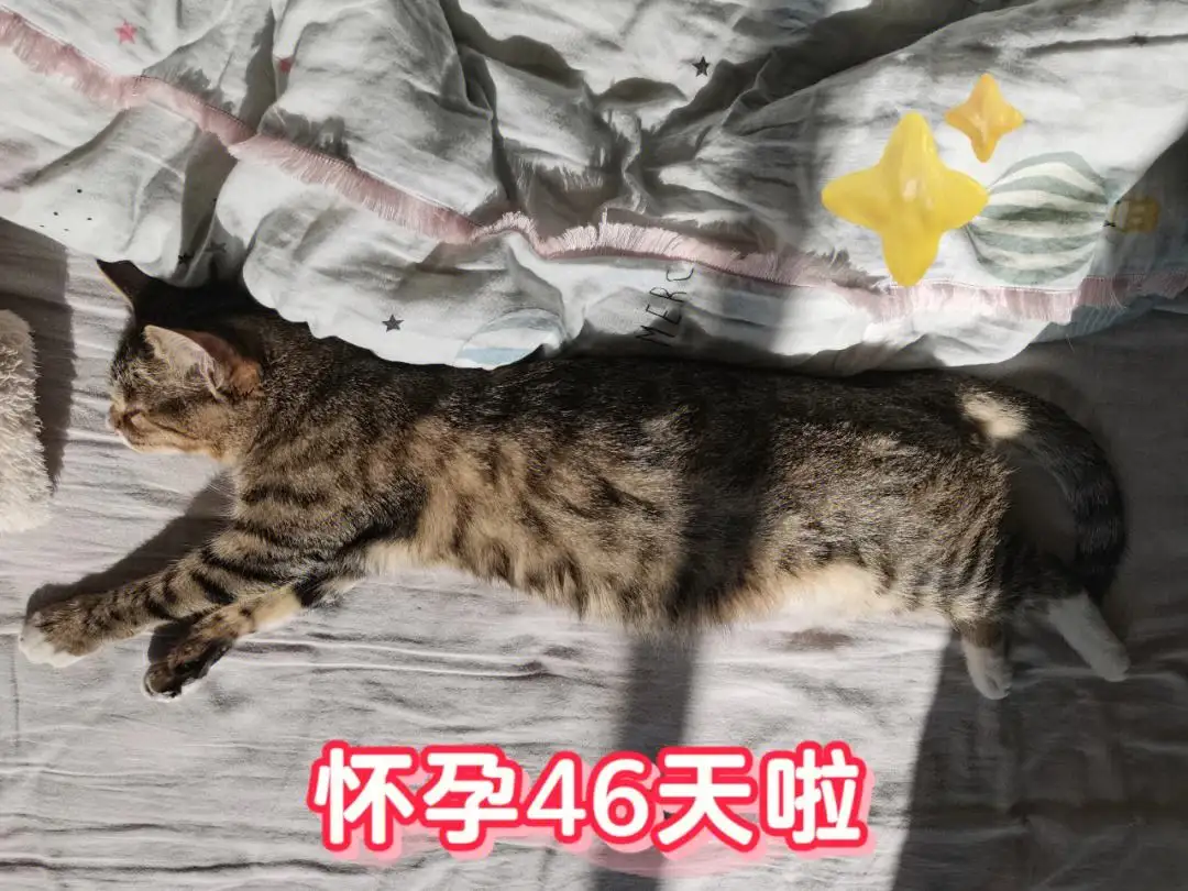 猫怀孕56天(猫怀孕56天有死胎吗)