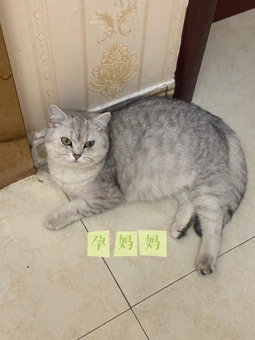 猫怀孕56天(猫怀孕56天有死胎吗)