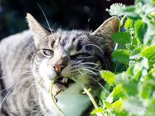 猫咪可以吃猫薄荷么(帮我搜一下猫咪可不可以吃猫薄荷)