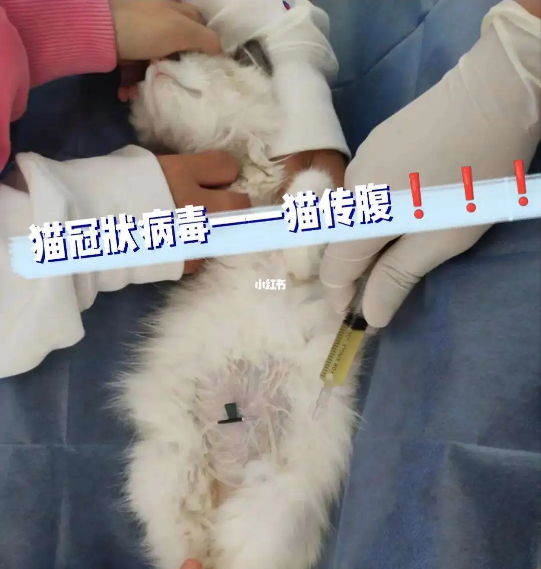 猫咪传腹病症状(猫咪传腹要怎么治疗)