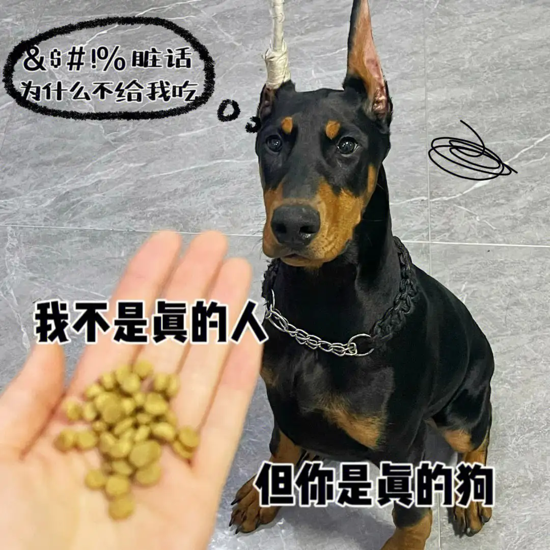 杜宾幼犬吃什么牌子的狗粮好(比熊吃什么牌子的狗粮好又不贵)