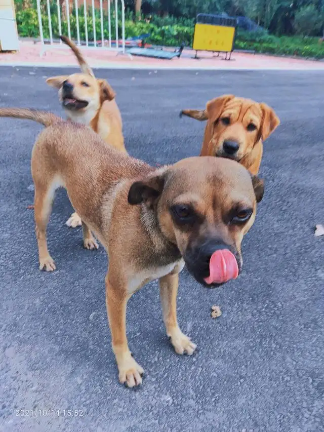 大型犬和小型犬的寿命(大型犬和小型犬的寿命对比)