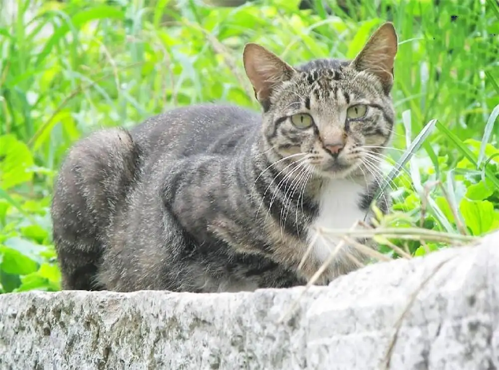 野猫的寿命(野猫的寿命有几年)