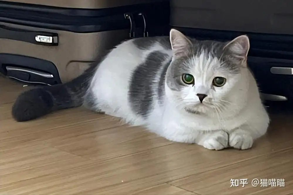 俄罗斯英短猫(俄罗斯短毛猫图片)