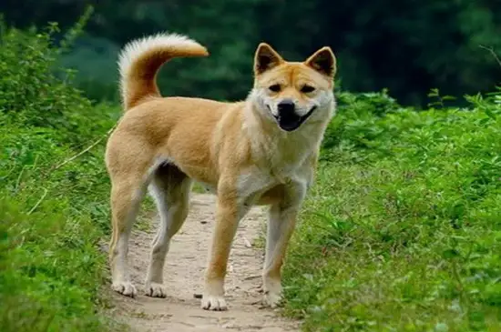 土狗的智商相当人几岁(土狗的智商相当于几岁小孩)