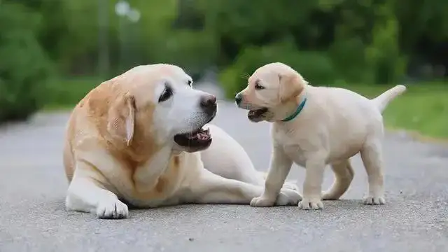 大型犬和小型犬的寿命(大型犬和小型犬的寿命对比)