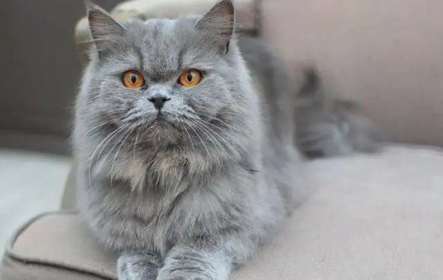 猫的品种什么朵(猫的什么品种好看)