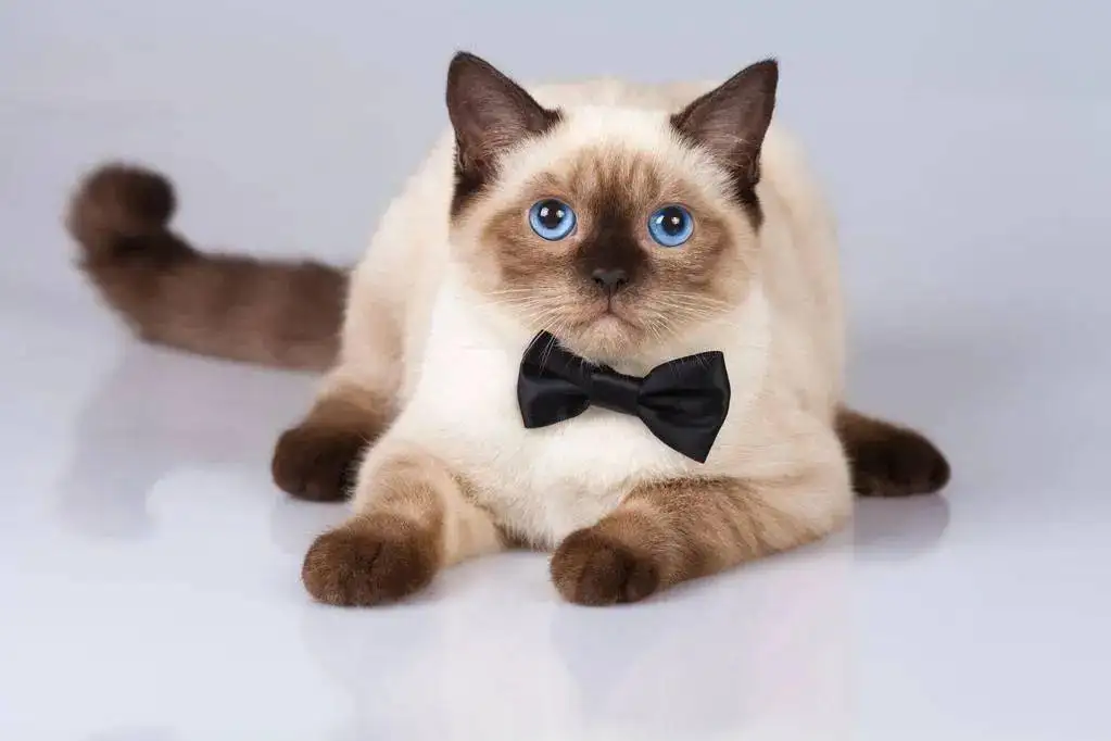 查猫咪品种(想知道猫的品种怎么查)