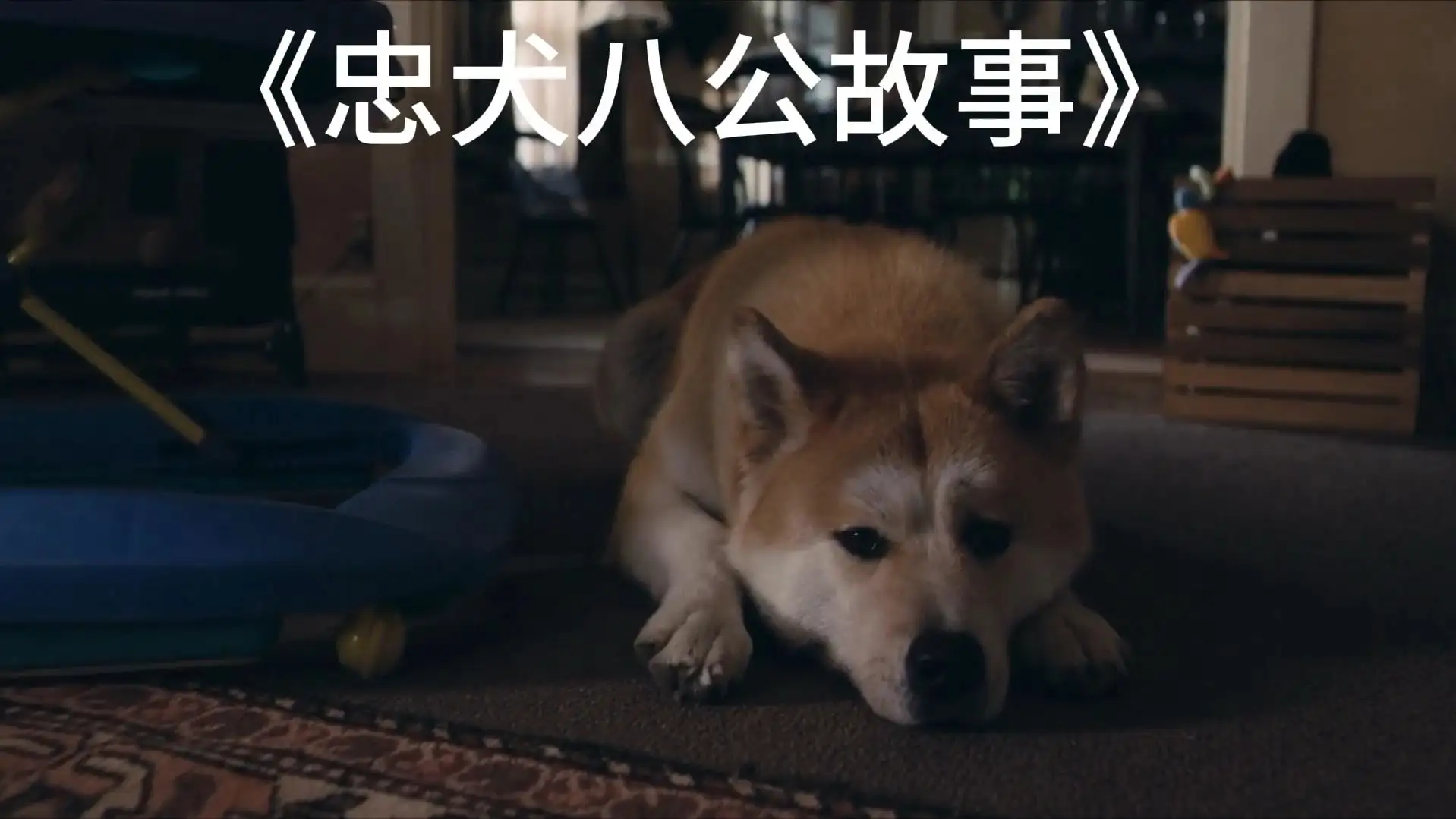 忠犬八公的故事简短(忠犬八公的故事文字版)