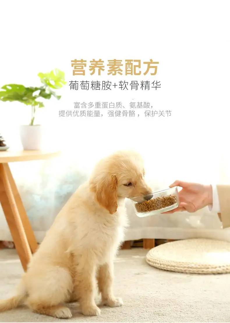 金毛幼犬吃成犬狗粮(金毛幼犬吃什么狗粮合适)