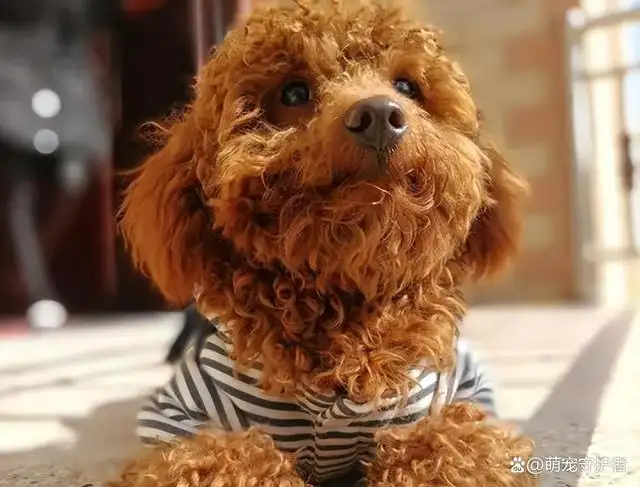 贵宾犬就是泰迪(贵宾犬就是泰迪狗)