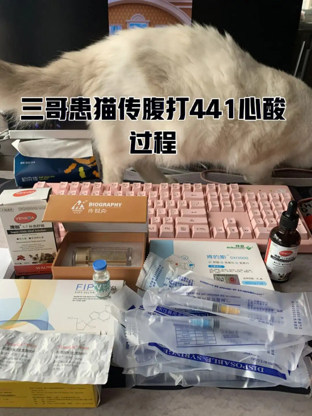 441猫咪传腹(猫传腹441什么原理)