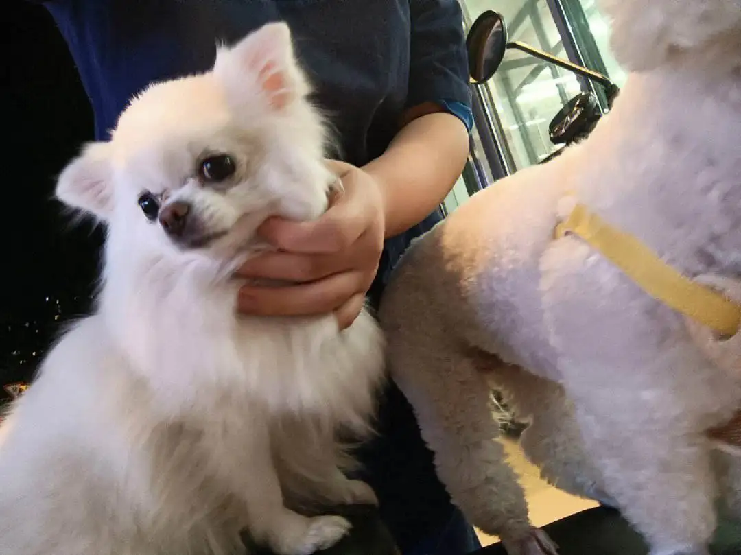 比熊好还是博美好养(比熊好还是博美好养些)