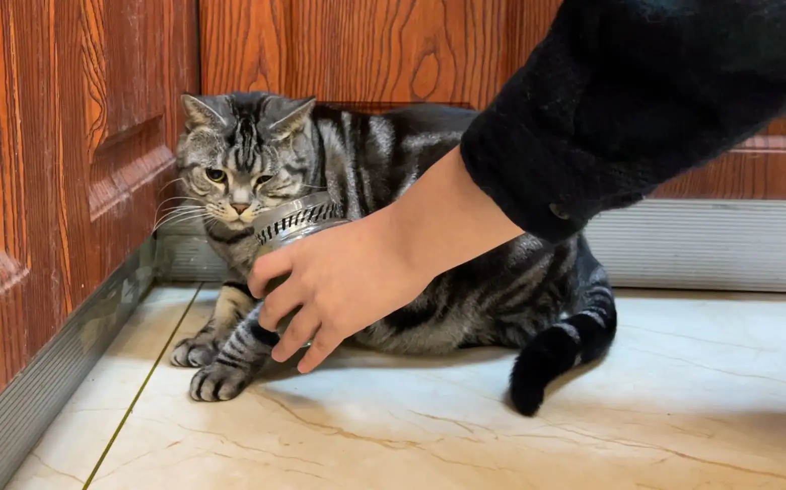 猫闻不了什么气味(猫为什么闻不了臭味)