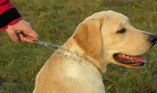 纯种拉布拉多犬一只多少钱(纯种拉布拉多犬多少钱一只幼崽)