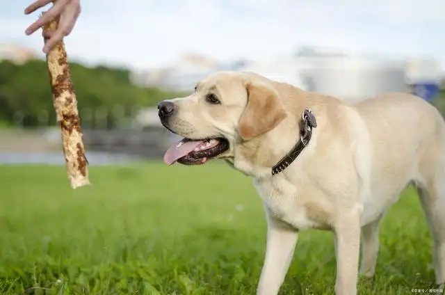 养拉布拉多的禁忌(拉布拉多犬大小便训练)