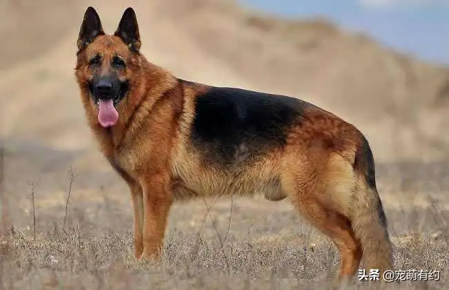 中国十大警犬品种小型犬(中国十大警犬品种小型犬排名)