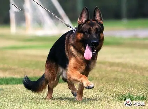 中国十大警犬品种小型犬(中国十大警犬品种小型犬排名)