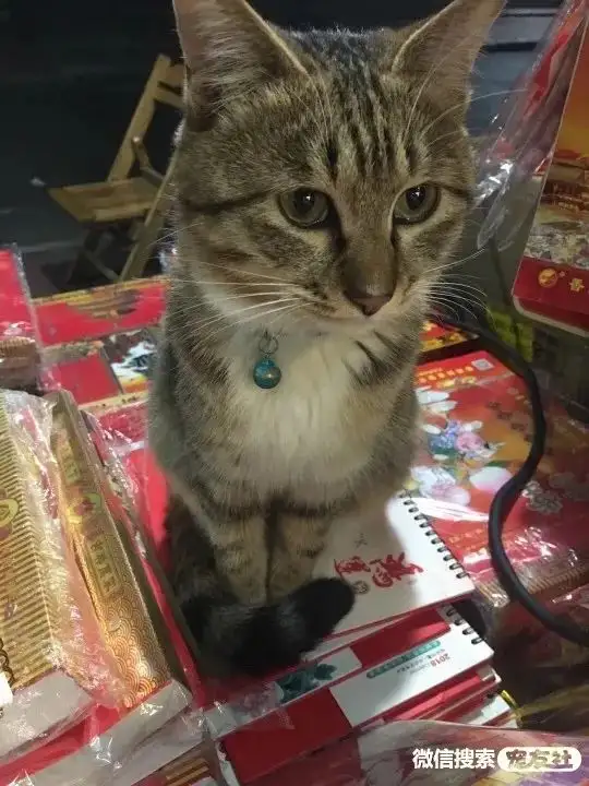 黄色小猫品种(黄色的猫什么品种)