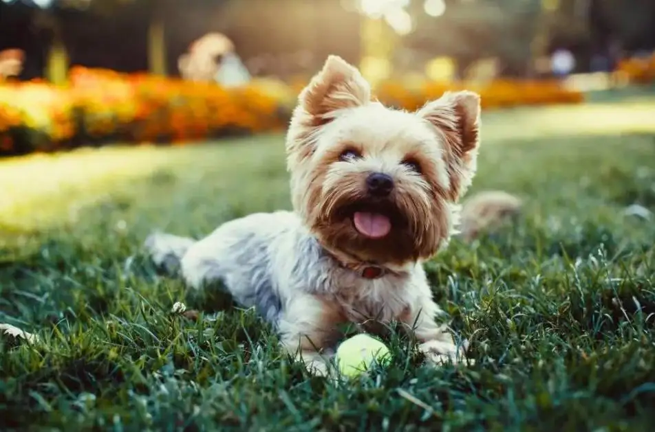 漂亮的小型犬(漂亮的小型犬排行)