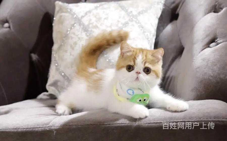 加菲猫卖多少钱一只(市场上加菲猫多少钱一只)