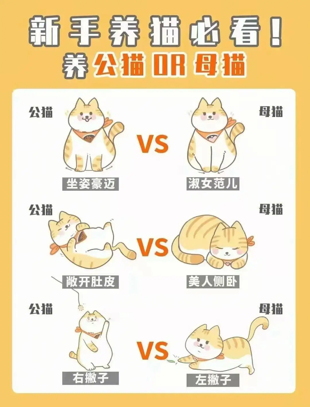 公猫和母猫区别图(公猫和母猫区别图片幼猫)