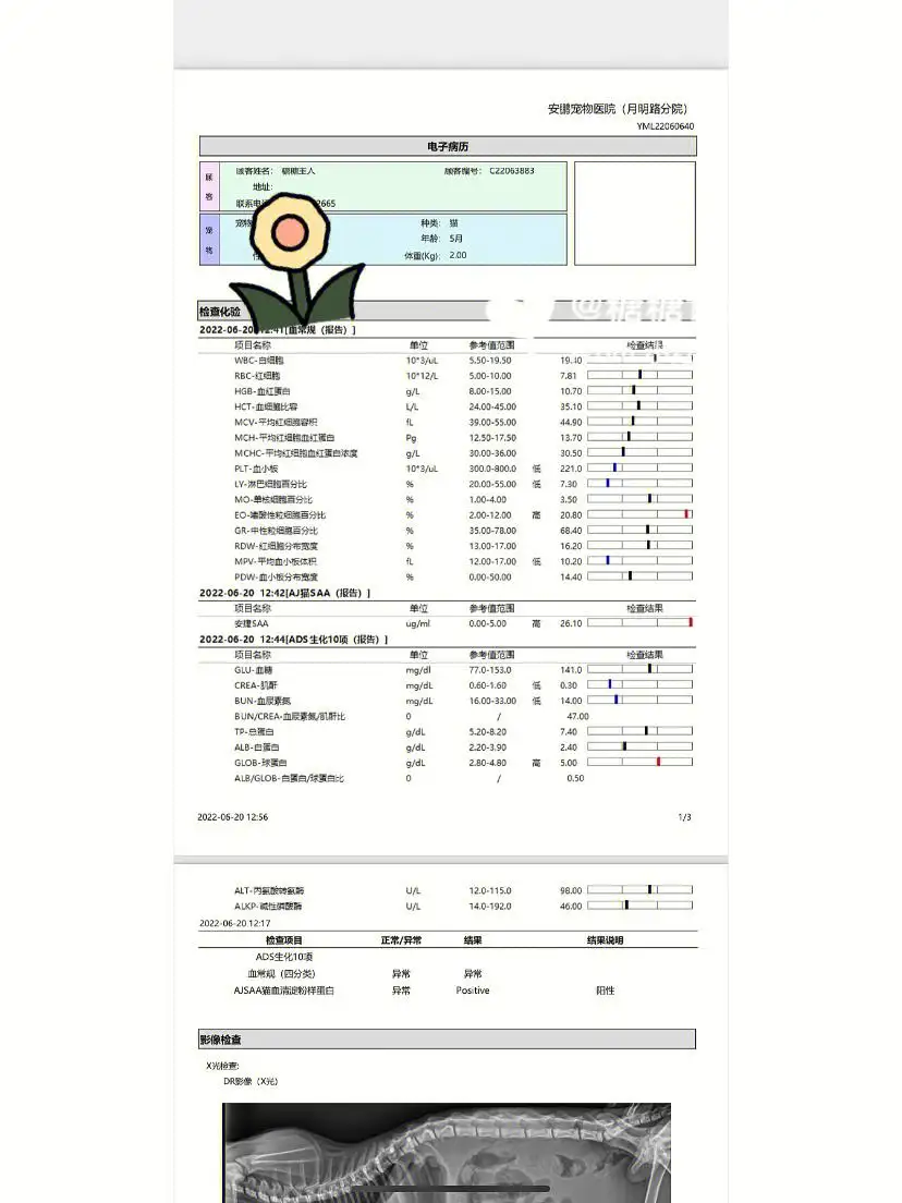 猫传腹靠什么确诊(猫传腹通过什么能检查出来?)