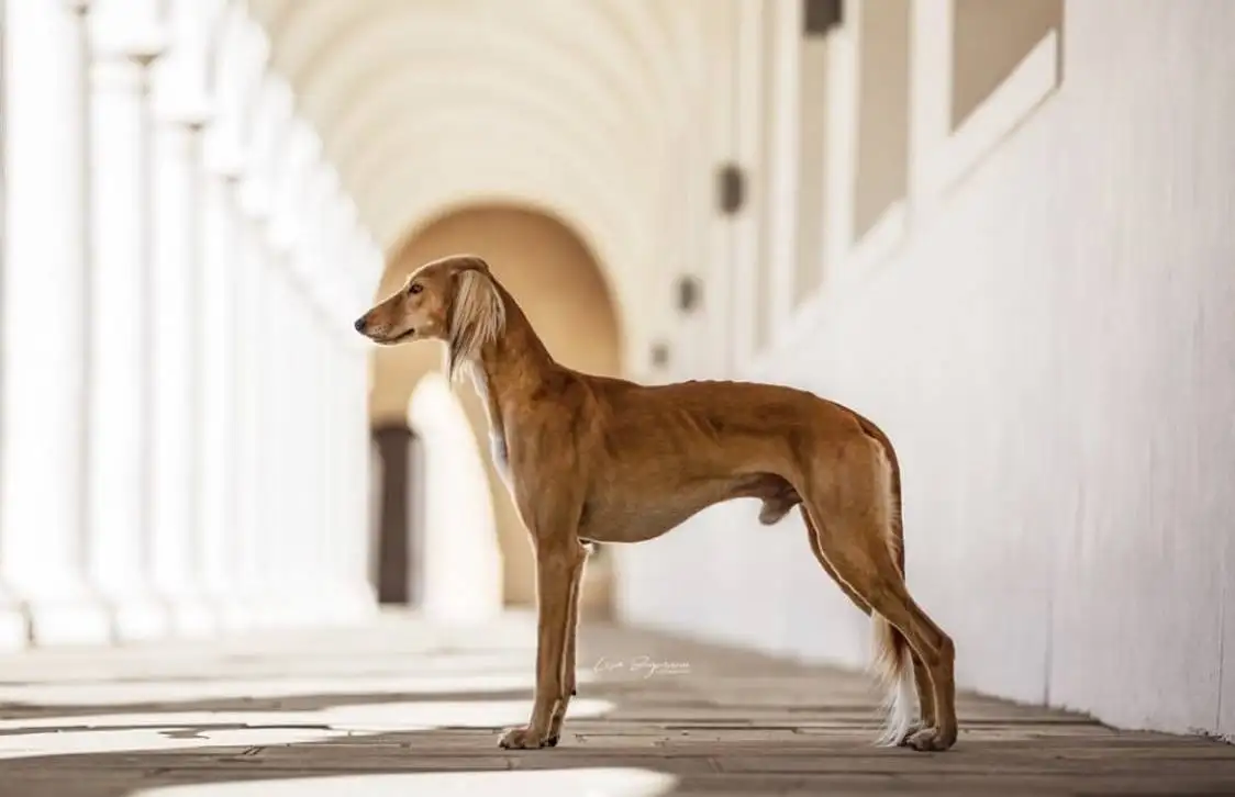 细狗是禁养犬吗(中国细犬是禁犬吗?)