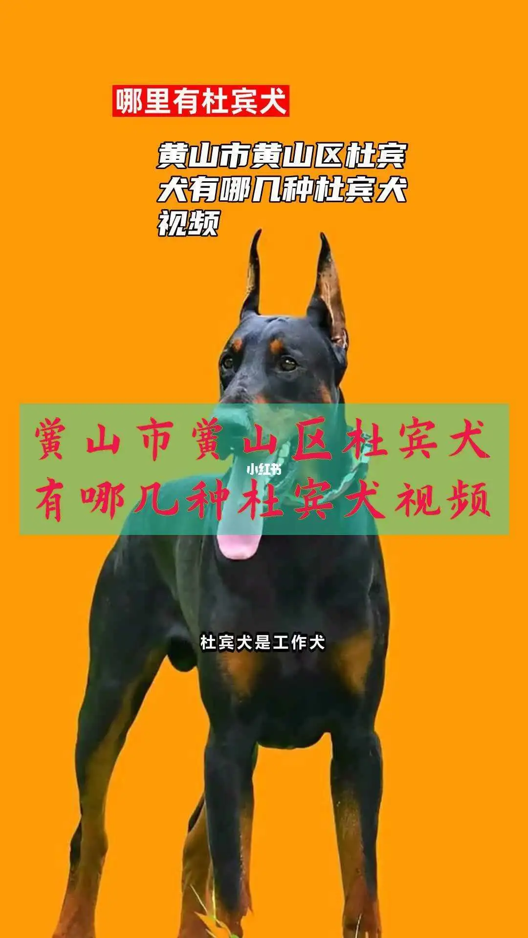 杜宾犬幼崽的价格(杜宾犬幼崽价格多少钱一只)