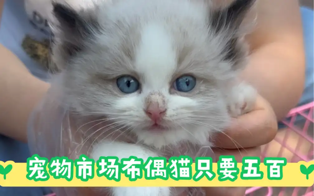 一只宠物猫要多少钱(一只宠物猫要多少钱人民币)