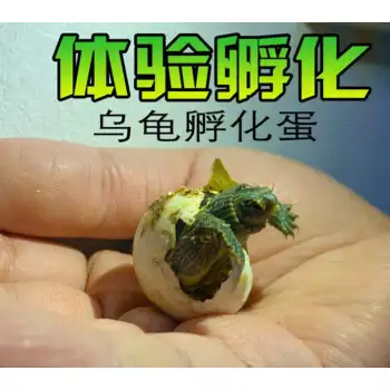 龟蛋可以吃的吗(龟蛋可以吃吗?怎么吃?)